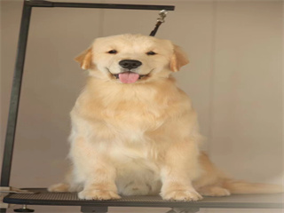 未來